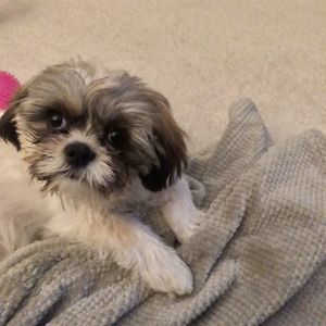 Meet your Posher, Joann